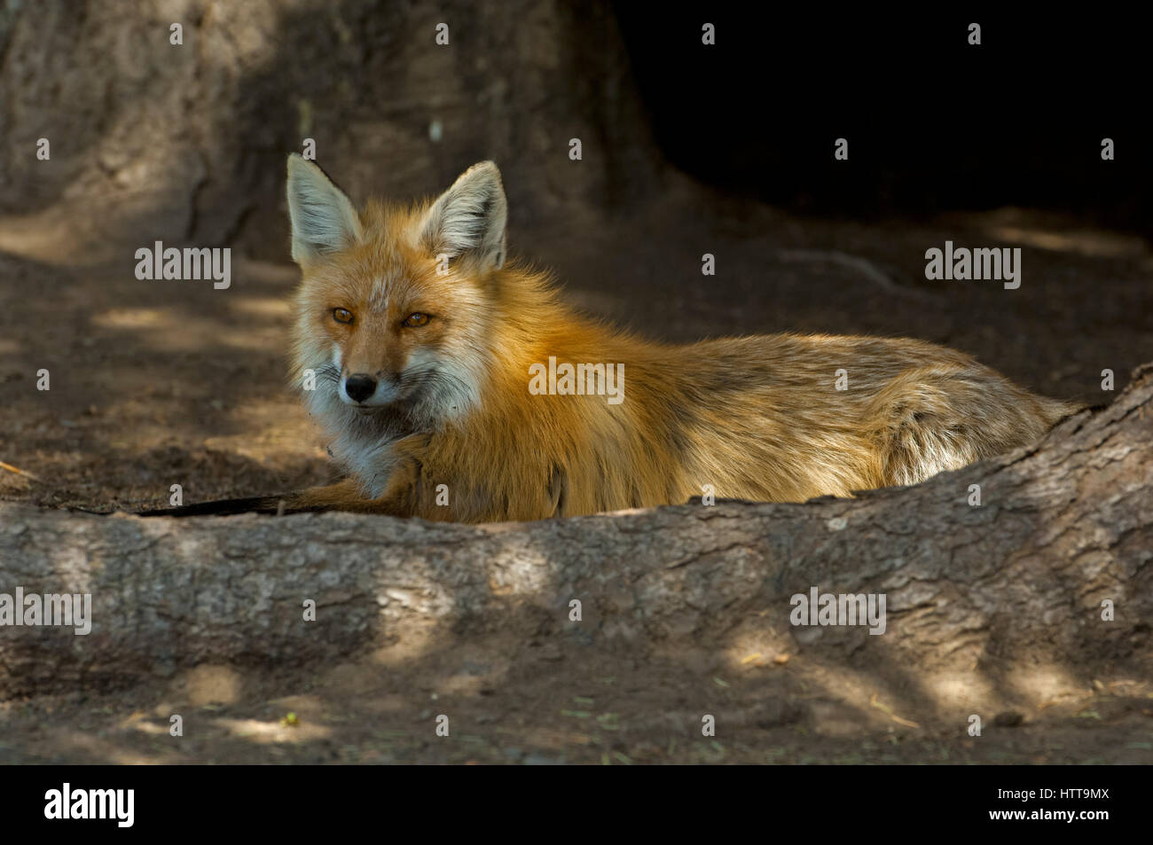 Le renard roux (Vulpes vulpes). Forêt nationale de Shoshone, Wyoming, USA. Banque D'Images