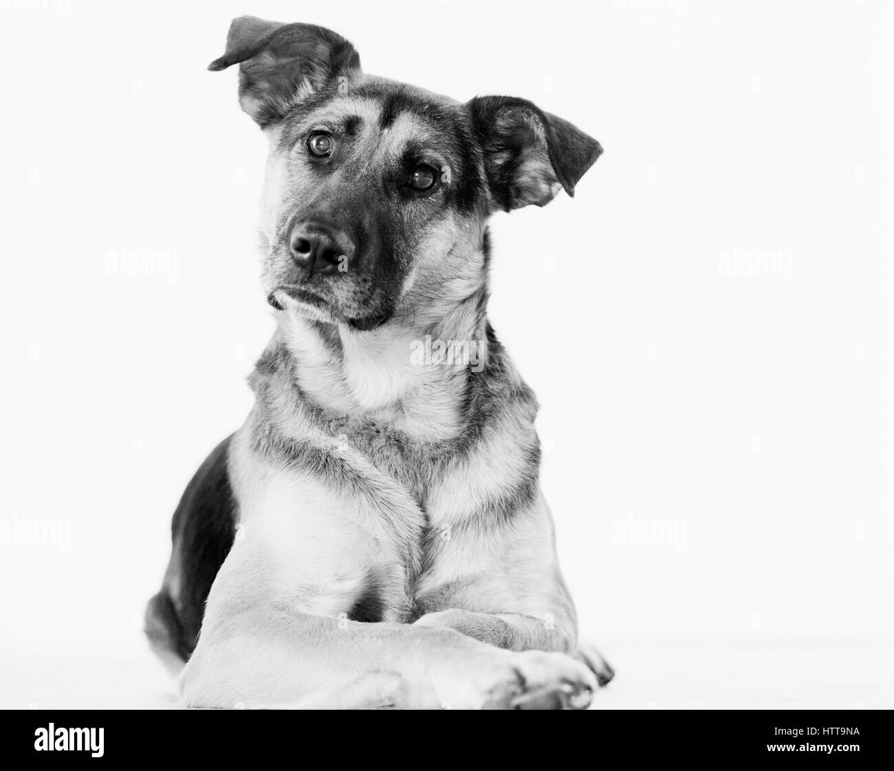 Portrait of dog in studio Banque D'Images