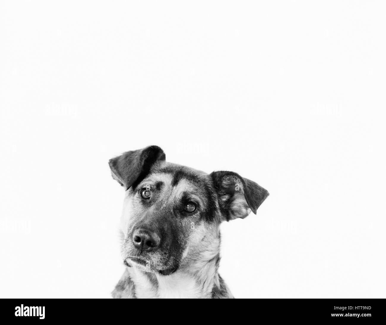 Portrait of dog in studio Banque D'Images