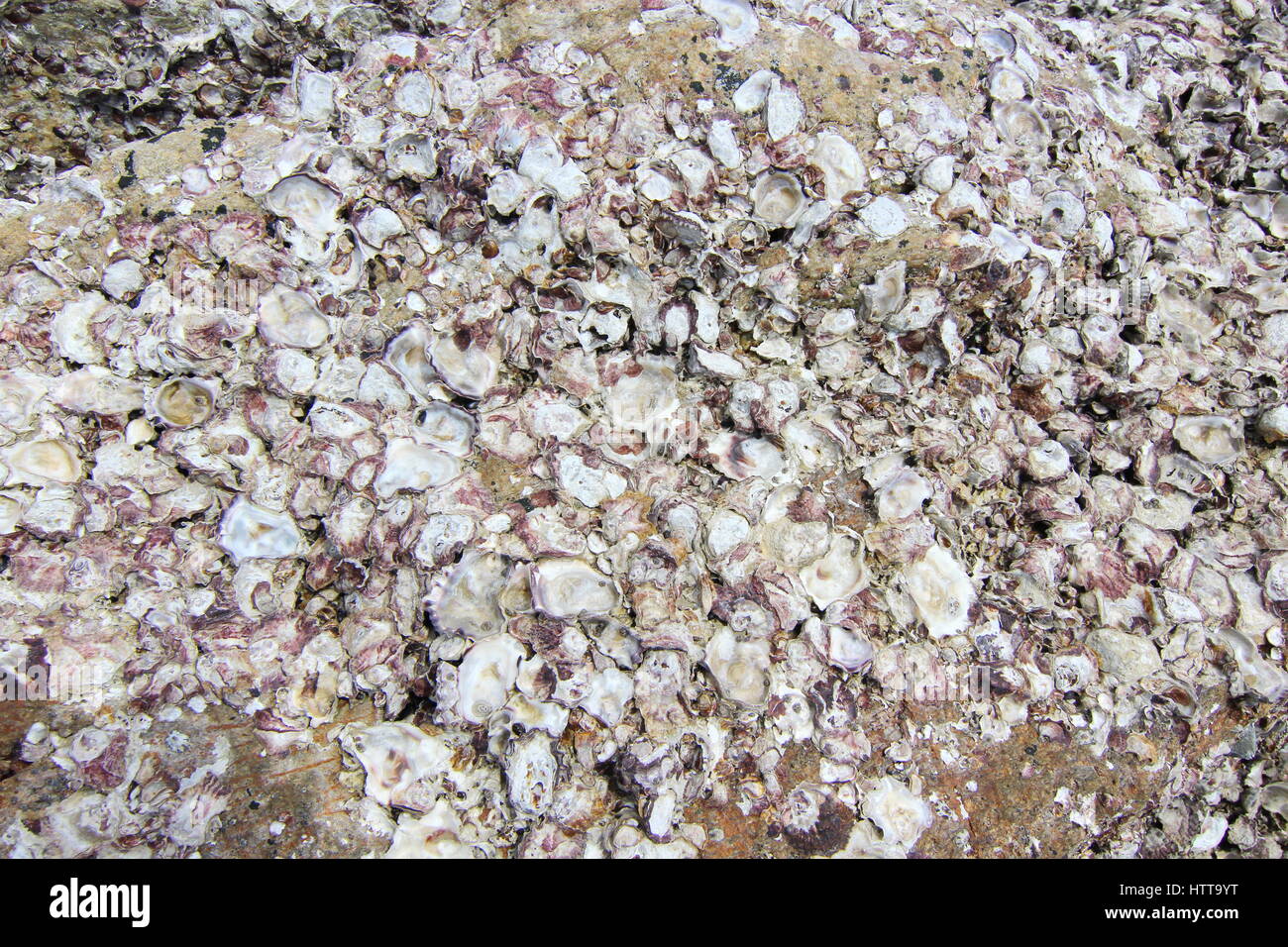 Coquilles fossiles sur le rock à Huahin beach Banque D'Images