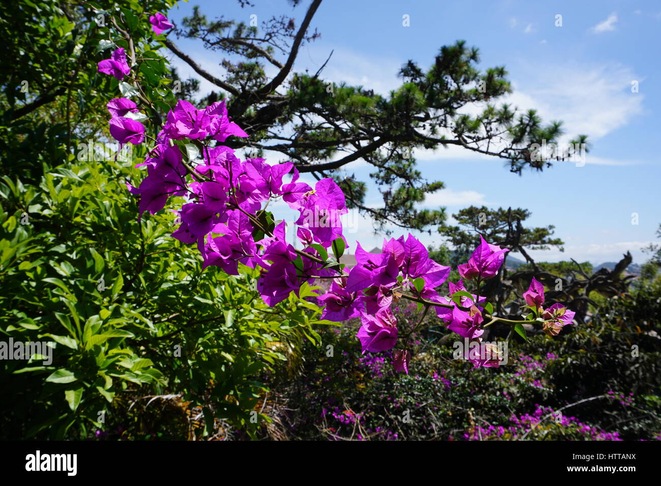Fleurs à Dalat Banque D'Images