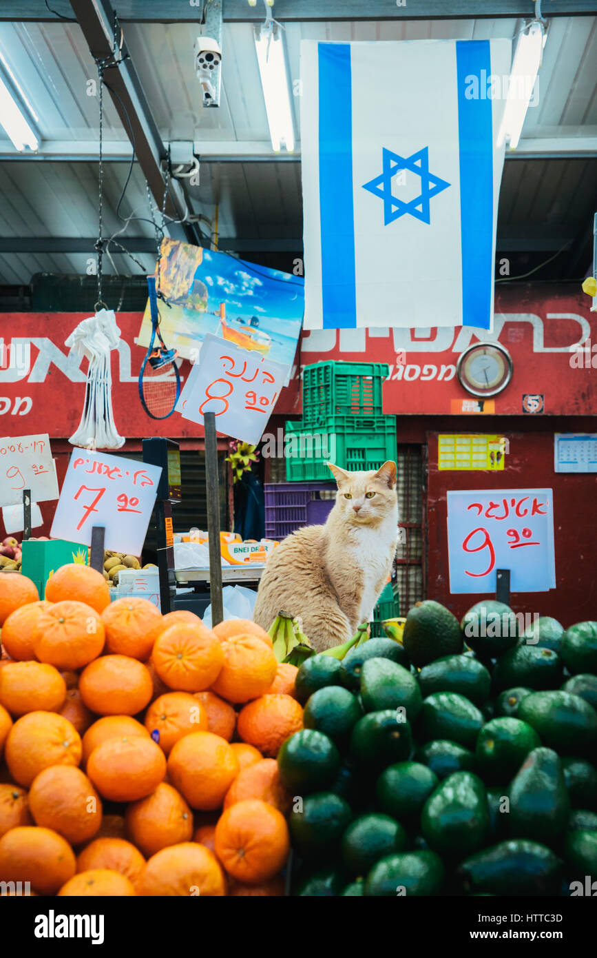 Chat à un marché Israélien Banque D'Images