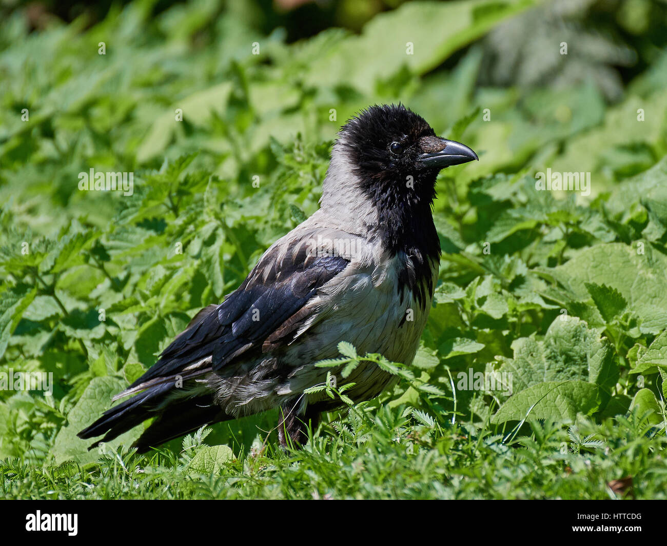 Hooded crow assis sur le sol dans la végétation Banque D'Images