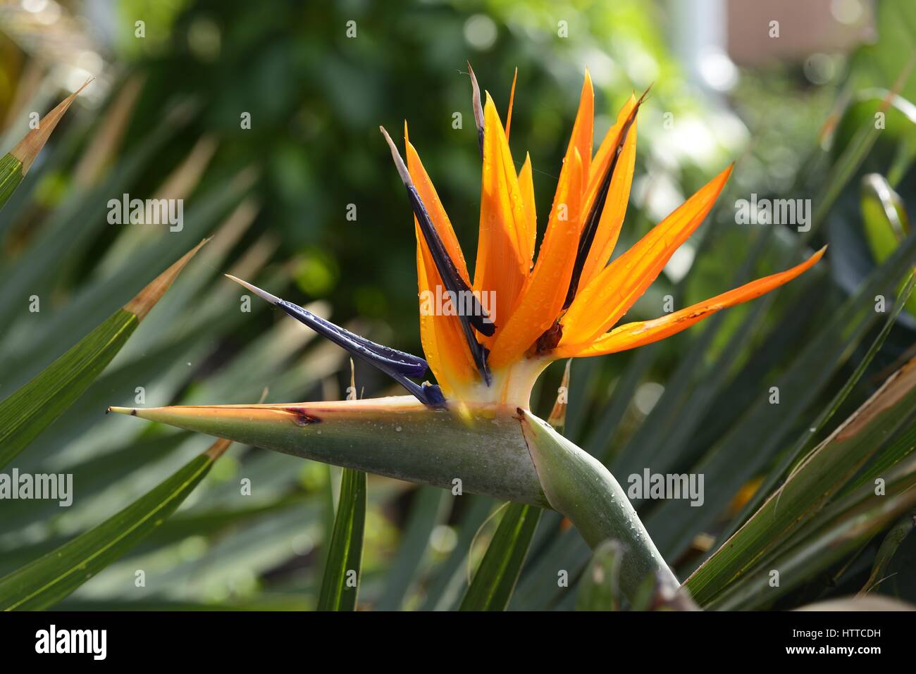 Oiseau du Paradis plante Banque D'Images