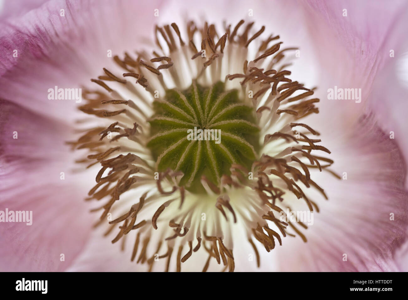 Détail du pavot papaver somniforum Banque D'Images