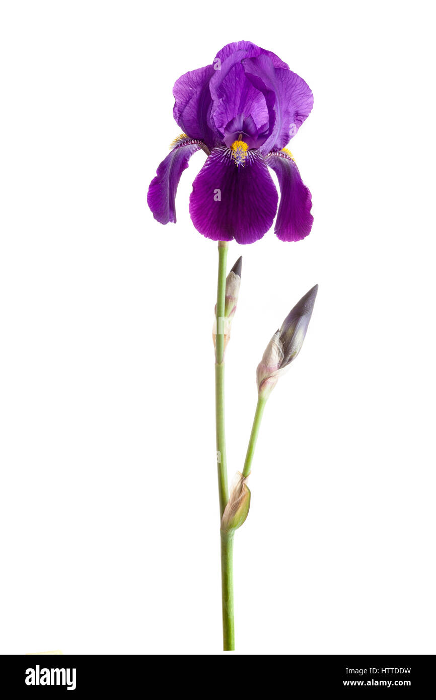 Portrait de studio de fleur de l'iris barbu violet Banque D'Images