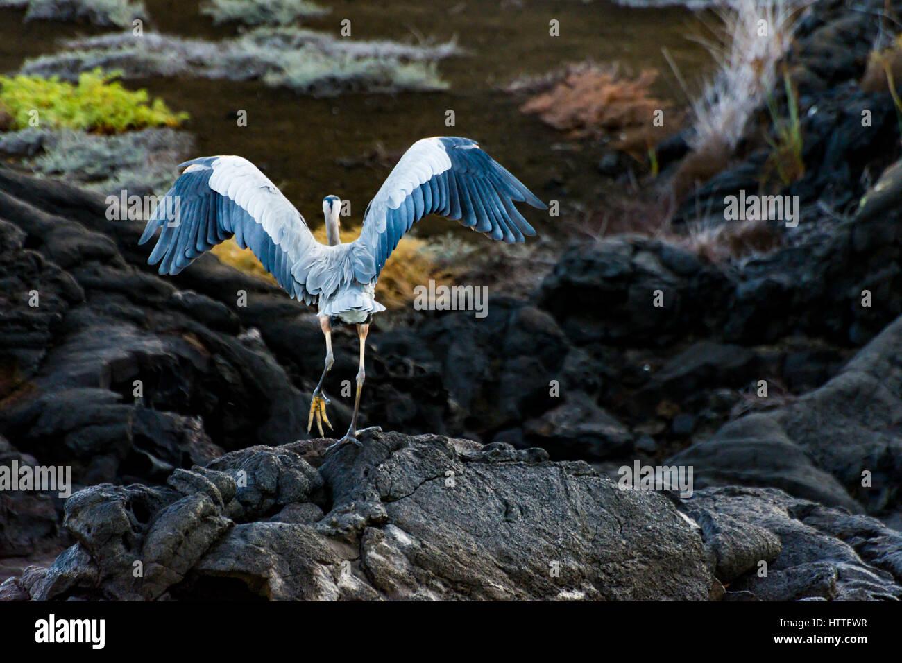 Un Grand Héron (Ardea herodias) promenades à travers un paysage magnifique dans les îles Galapagos. Banque D'Images Un Grand Héron (Ardea herodias) promenades à travers un paysage magnifique dans les îles Galapagos. Banque D'Images