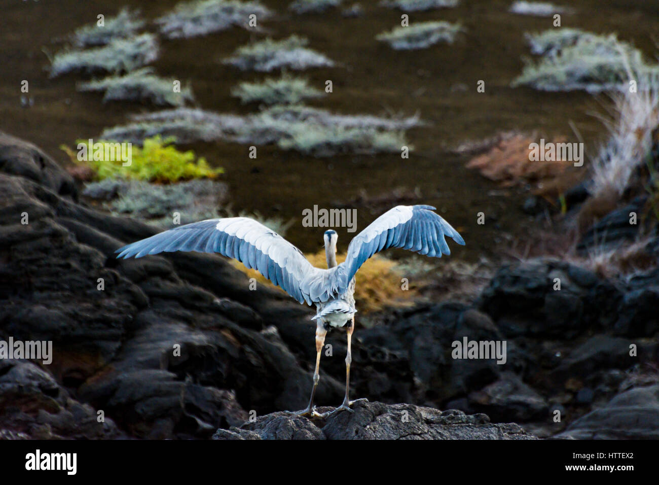 Un Grand Héron (Ardea herodias) promenades à travers un paysage magnifique dans les îles Galapagos. Banque D'Images Un Grand Héron (Ardea herodias) promenades à travers un paysage magnifique dans les îles Galapagos. Banque D'Images