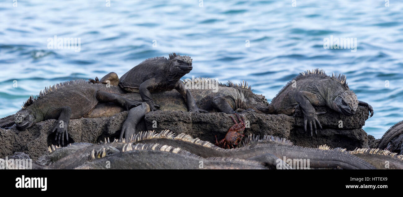 Plusieurs iguanes marins (Amblyrhynchus cristatus) et un crabe Sally Lightfoot (Grapsus grapsus) reposant sur la roche de lave de la côte des îles Galapagos. Banque D'Images