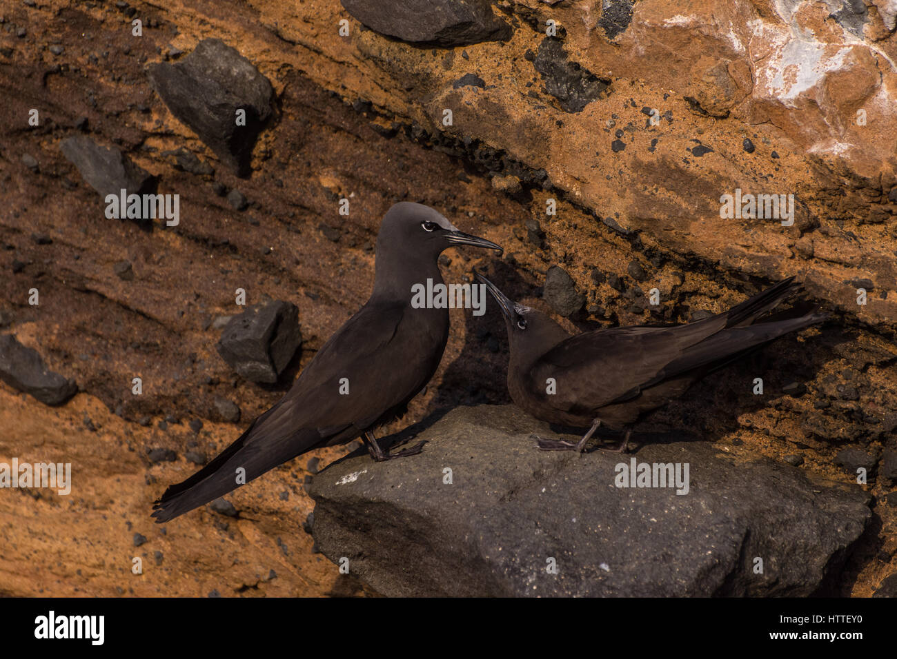 Une paire de Sternes noddi brun (Anous stolidus) debout sur le rivage rocailleux dans les îles Galapagos. Banque D'Images