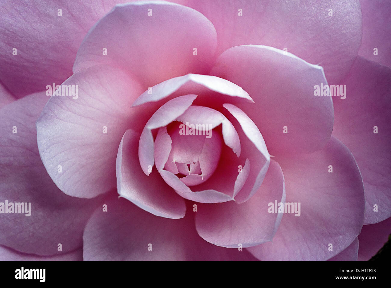 Tête de fleur de camélia rose Banque D'Images
