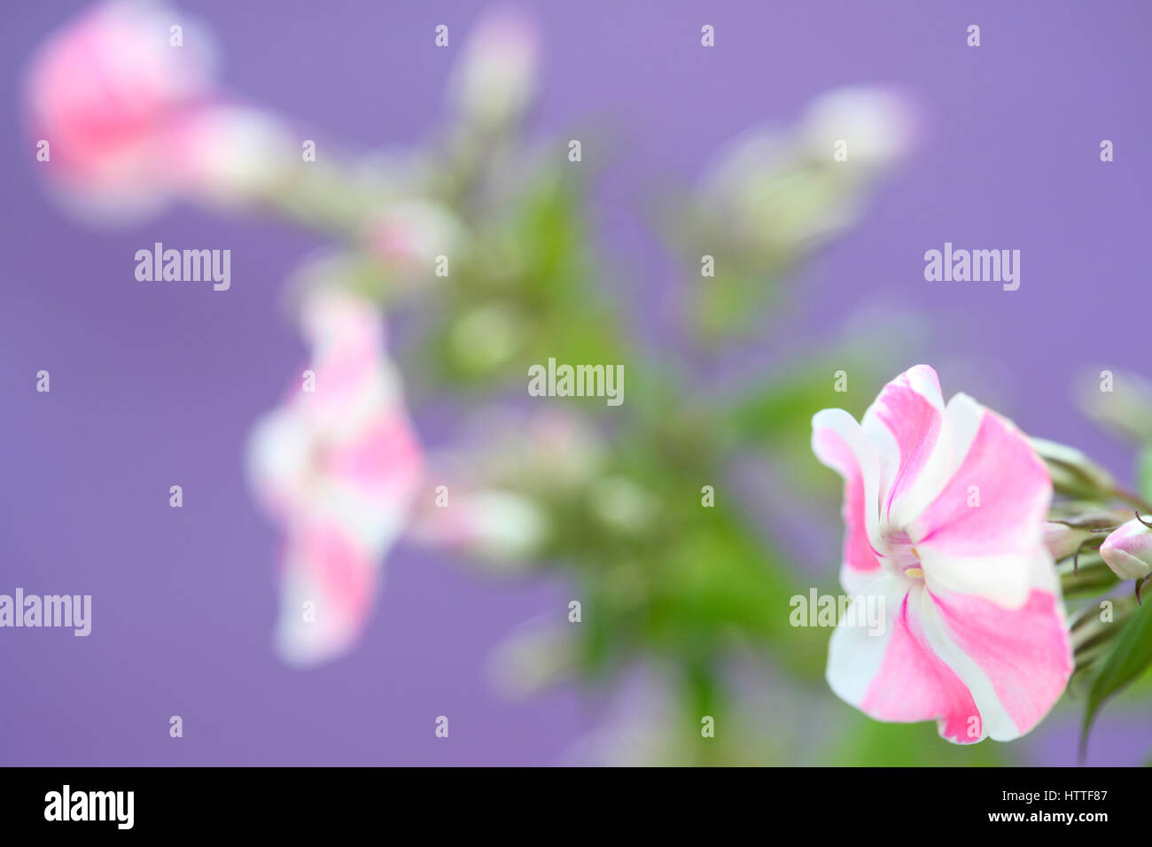 Rose et blanc à rayures bonbon fleur phlox still life Jane Ann Butler Photography JABP1885 Banque D'Images