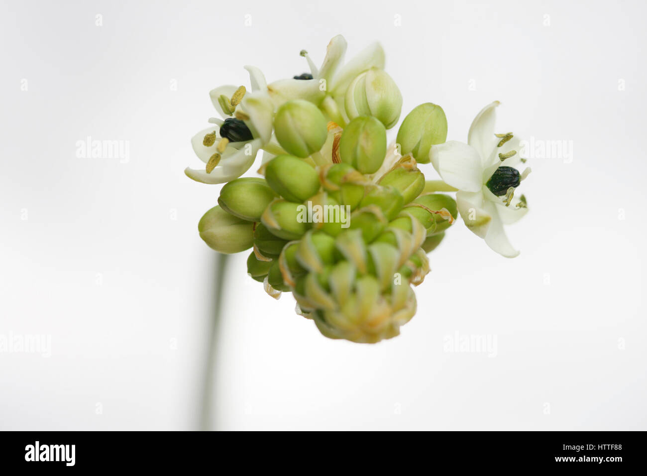 Étoile de Bethléem, Arabian star fleur, une herbe de guérison - 'consolateur et de douleurs et de chagrins sucette' Jane Ann Butler Photography JABP1884 Banque D'Images