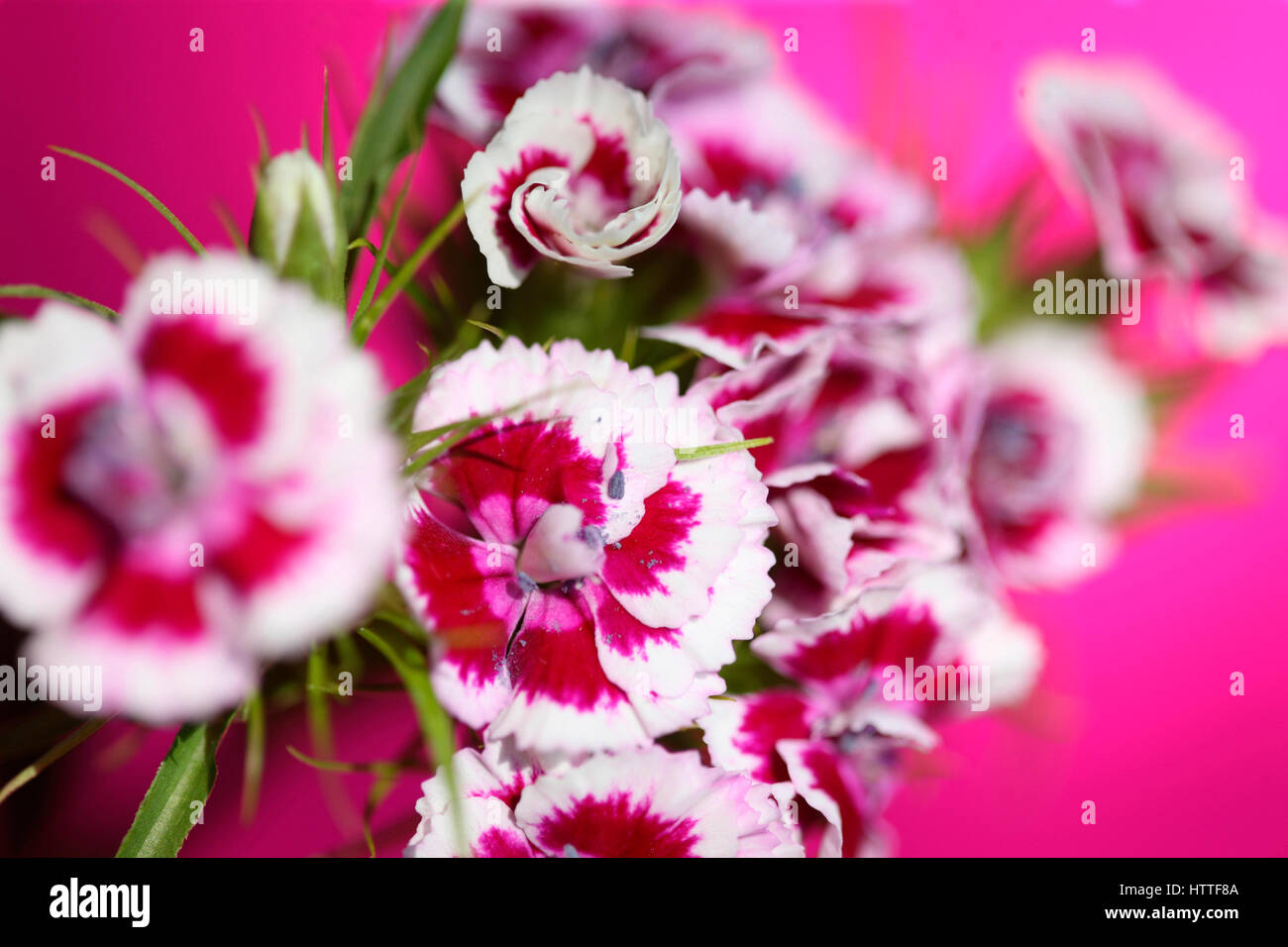 Sweet William rose et blanc rose sur tige - langage des fleurs 'bravoure' 'le sourire' Jane Ann Butler Photography JABP1878 Banque D'Images