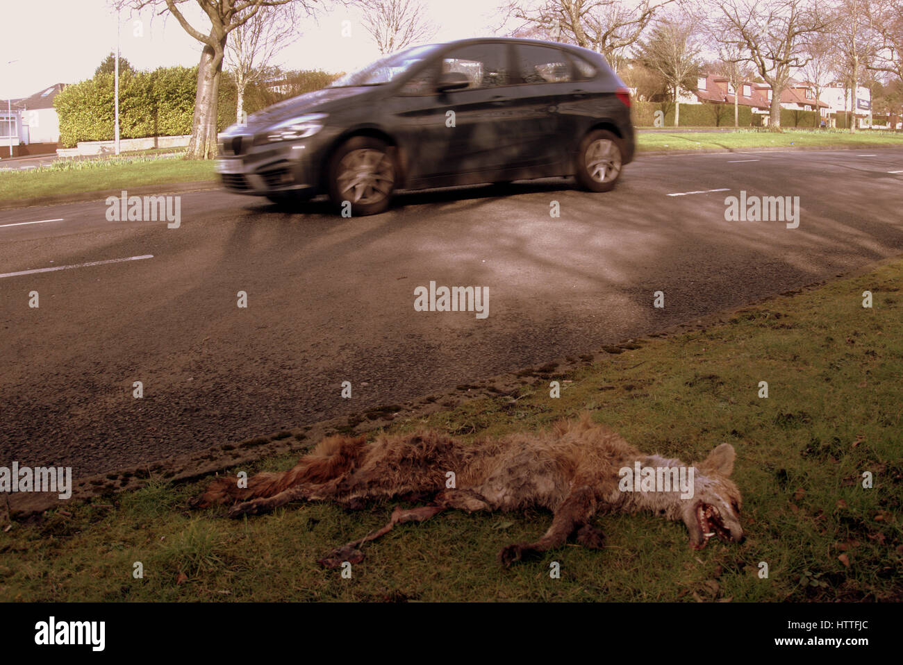 Fox road kill point Banque D'Images