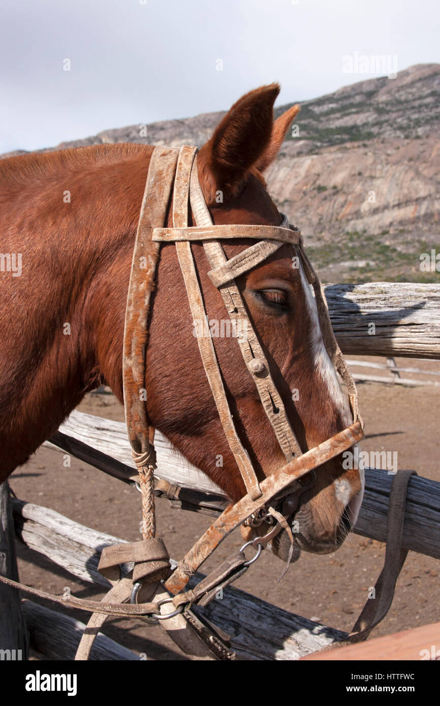 Horse bridle gaucho port Banque D'Images