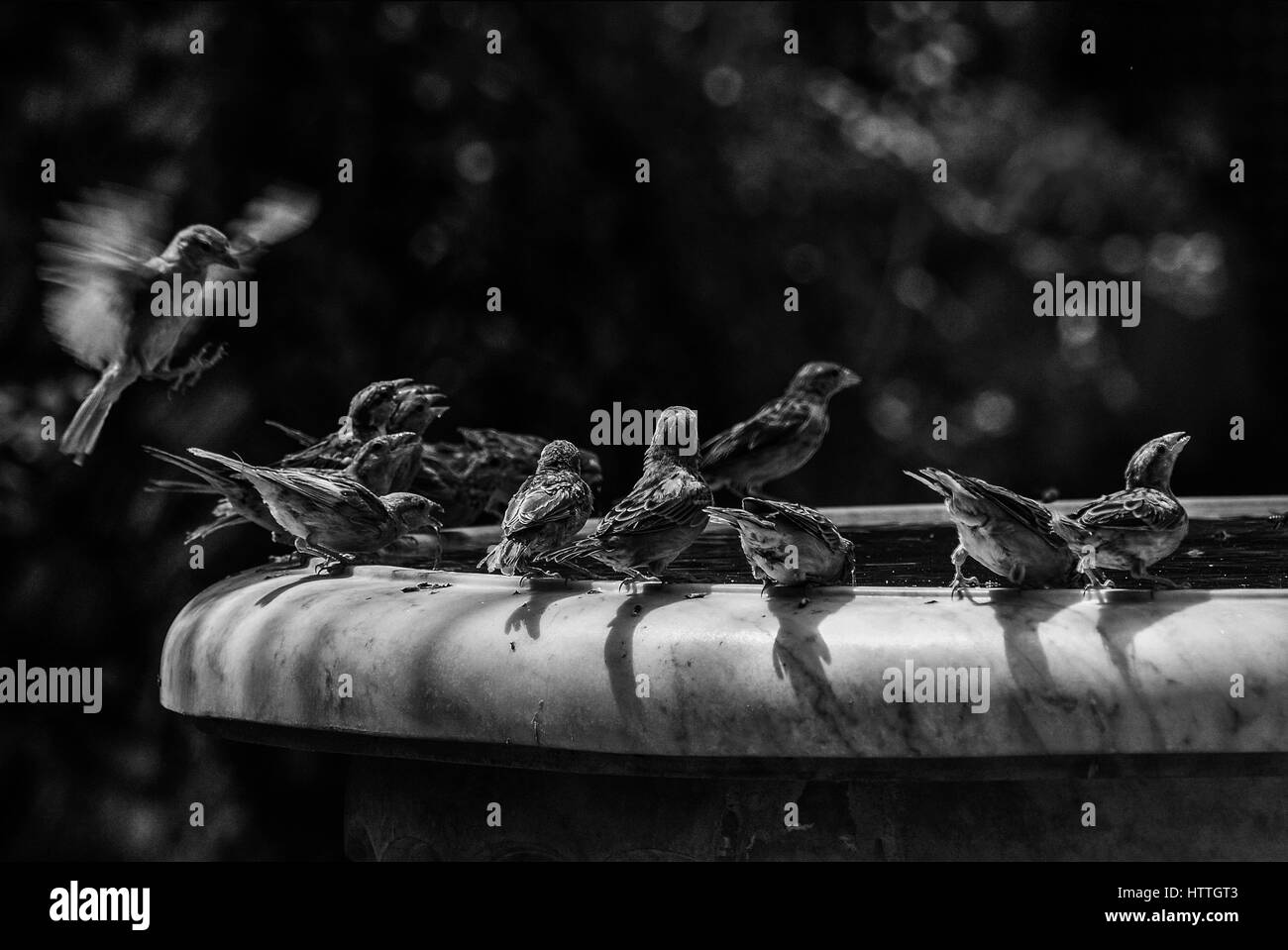 Oiseaux boire d'une fontaine à eau au Maroc Banque D'Images