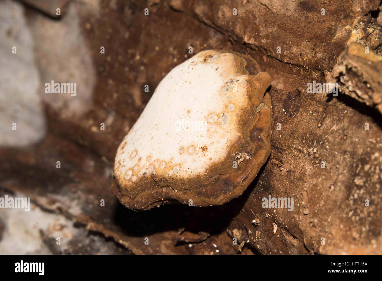 Motif champignon naturel sur l'arbre log in Spreng. Banque D'Images