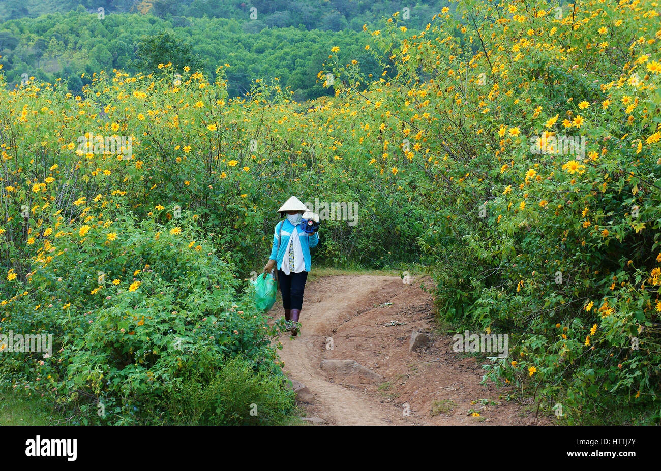 DA LAT, VIET NAM- NOV 10 : marche sur chemin de campagne, bush de tournesol sauvage fleurissent en jaune, scène colorée, agriculteur vietnamien avec beau Banque D'Images