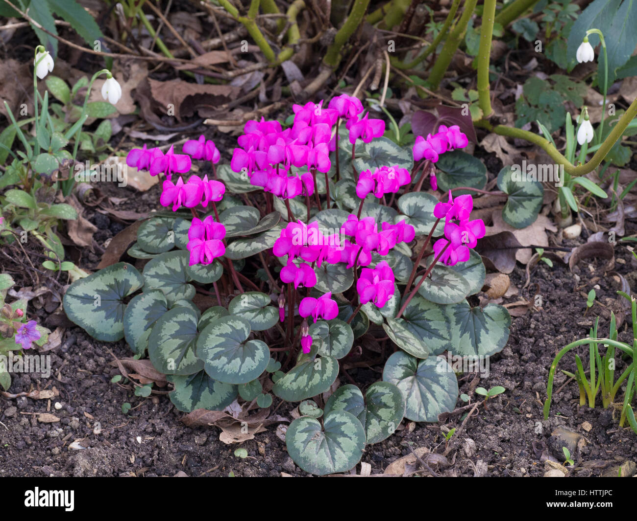 Cyclamen coum plante avec des fleurs roses Banque D'Images