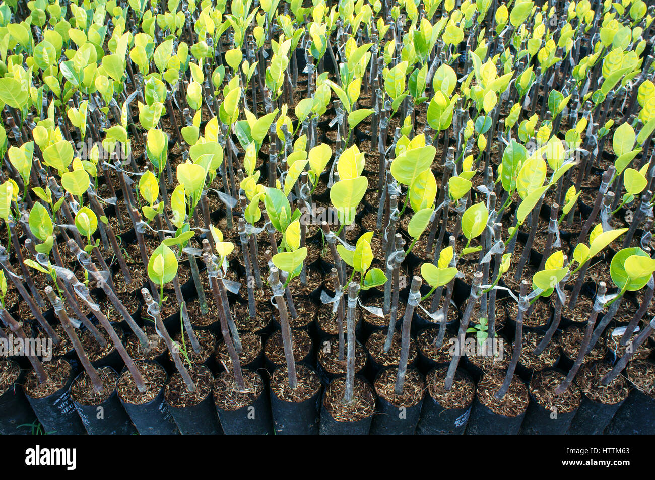 Groupe d'usine de pépinière pépinière de Ben Tre, Delta du Mékong, le Viet Nam, c'est une large zone de l'arbre du fruit vert, la croissance des semis en bon état Banque D'Images