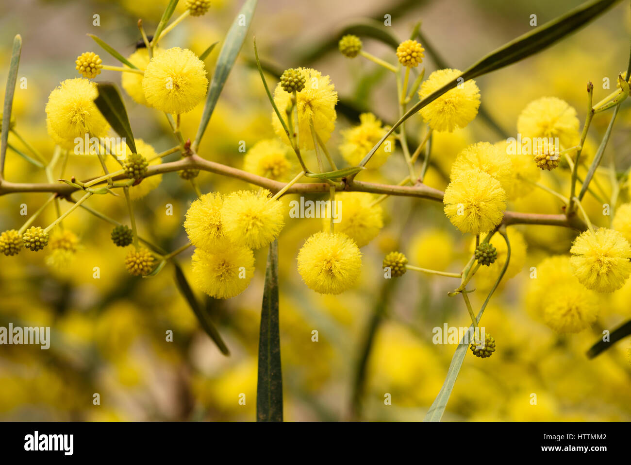 Close up of acacia jaune sur la nature Banque D'Images