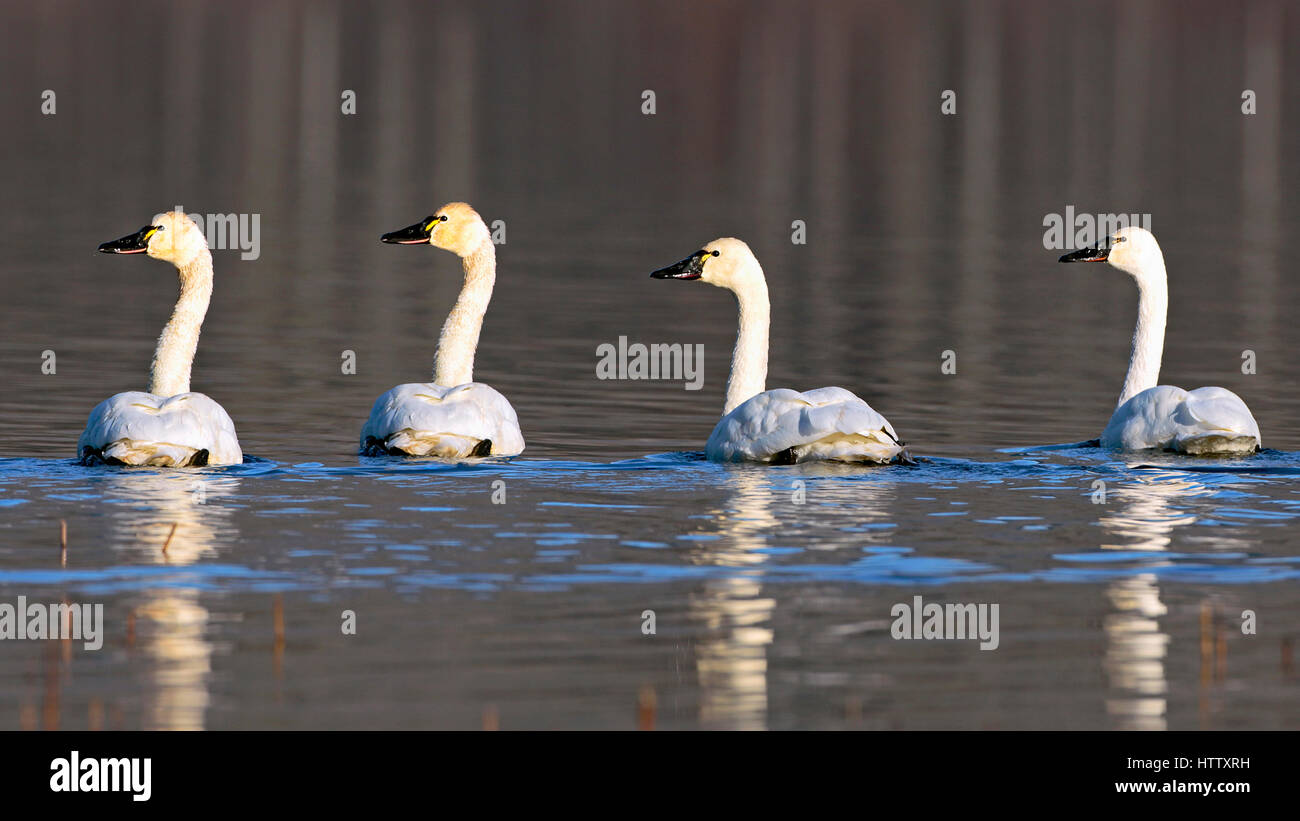Quatre cygne nageant ensemble sur le lac , reposant sur leur migration vers le sud Banque D'Images