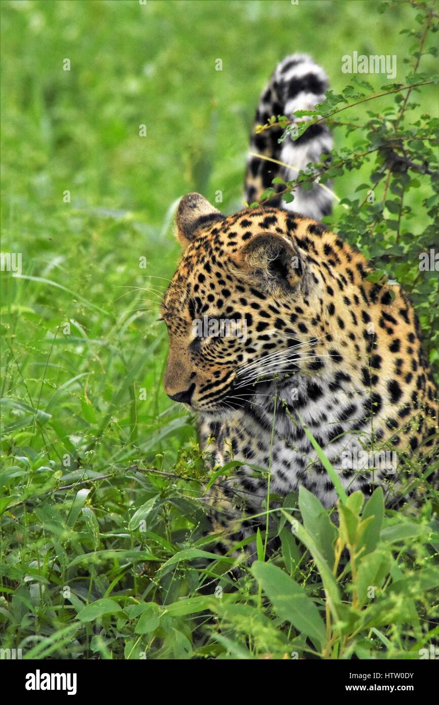 Leopard bébé dans le pinceau de l'Afrique du Sud Banque D'Images