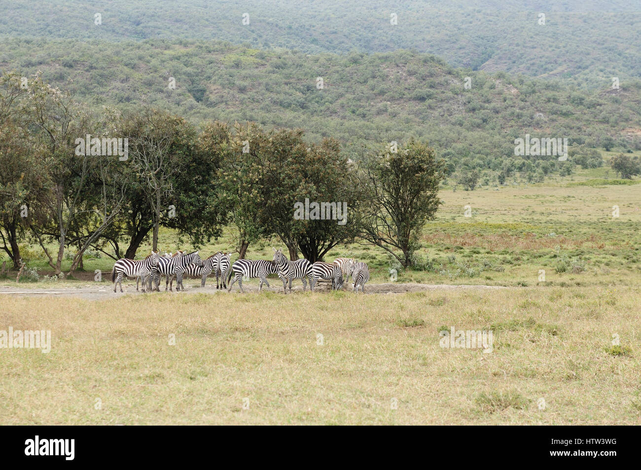Zebra la faune dans safari dans le Parc National de Hell's Gate au Kenya. Banque D'Images