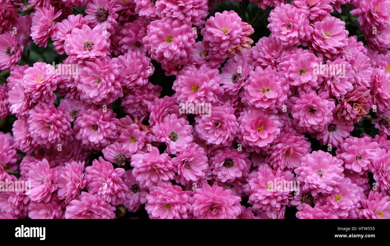 Petite rose ou violet foncé en fleurs fleurs de chrysanthèmes en automne, au Japon. Banque D'Images