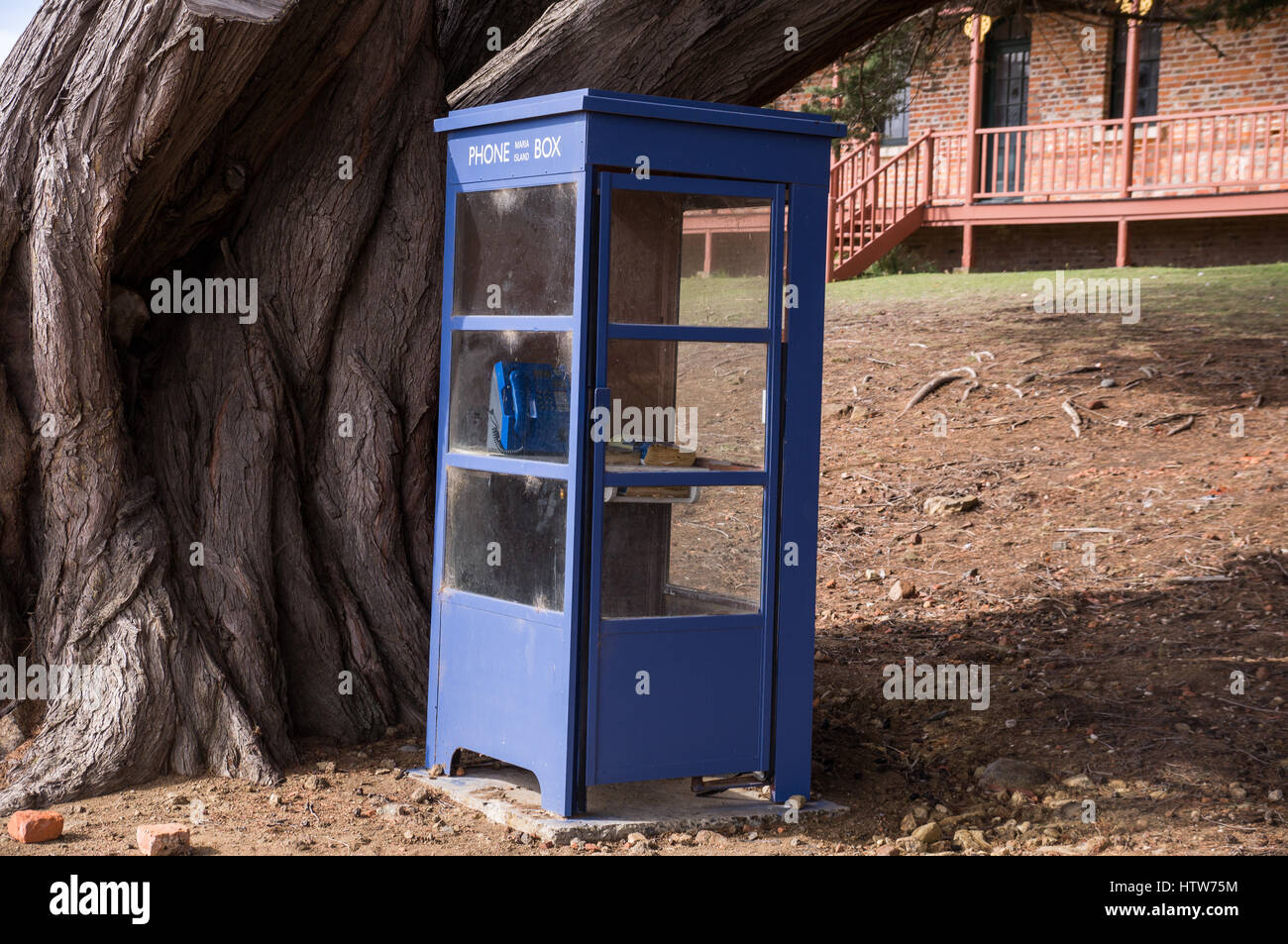 Boîte de téléphone bleu avec vieil arbre en Tasmanie, Australie Banque D'Images