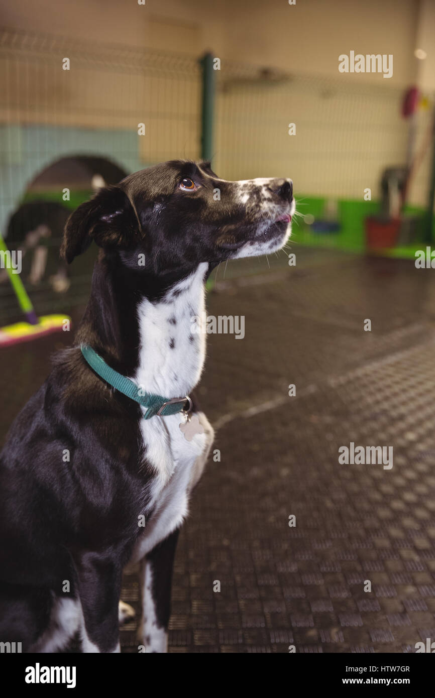 Chien noir assis sur le sol et jusqu'à la Banque D'Images