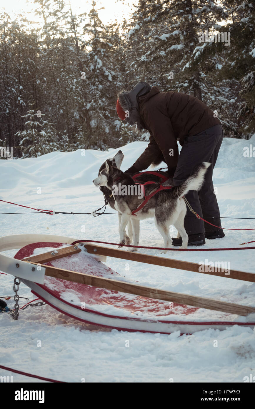 L'homme préparer les chiens husky sibérien pour un tour Banque D'Images