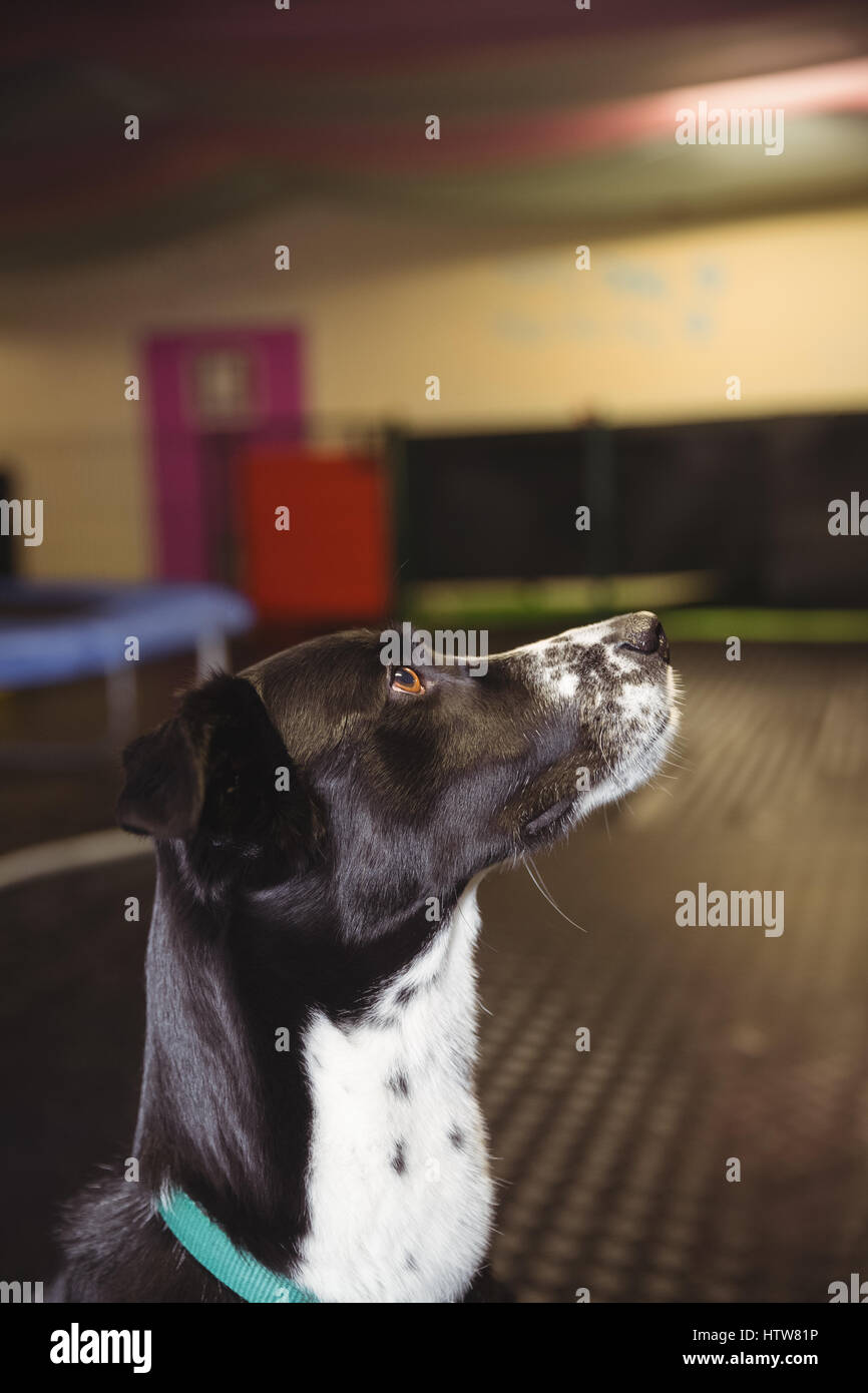 Chien curieux jusqu'à Banque D'Images