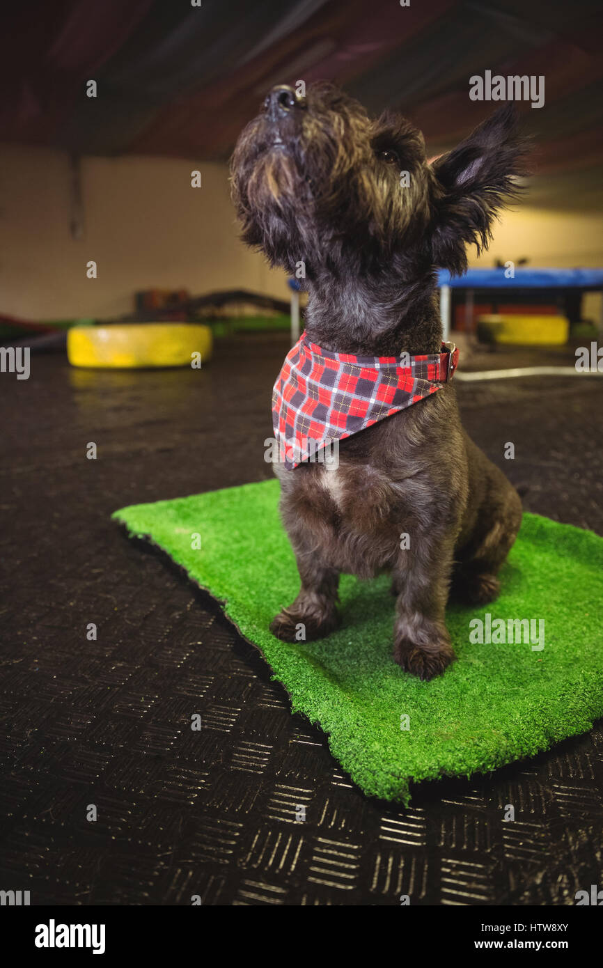 Shih Tzu chiot assis sur le tapis et jusqu'à la Banque D'Images