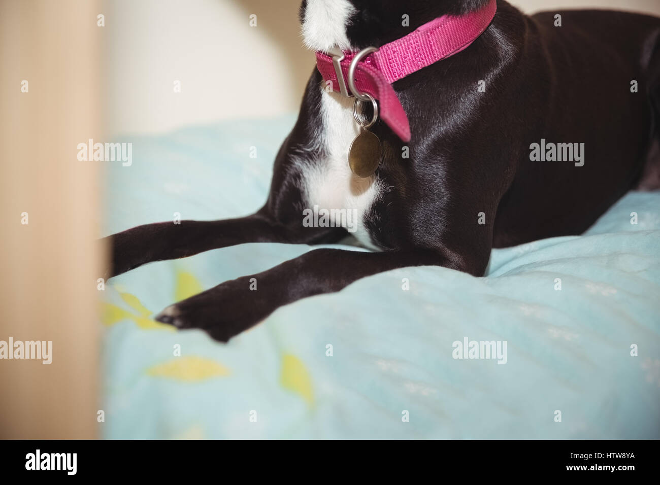 Beagle chien noir assis sur le lit au centre de soin de chien Banque D'Images