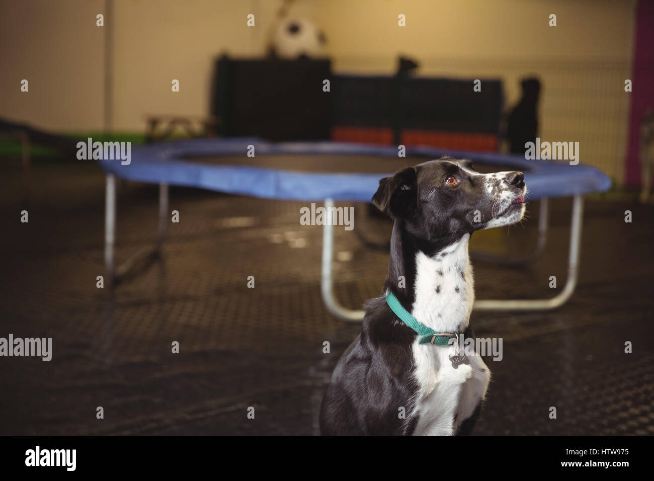 Chien curieux jusqu'à Banque D'Images