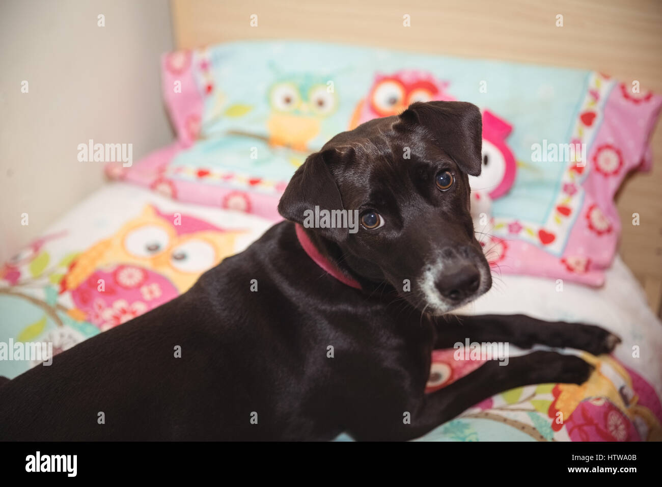 Beagle chien noir assis sur le lit au centre de soin de chien Banque D'Images