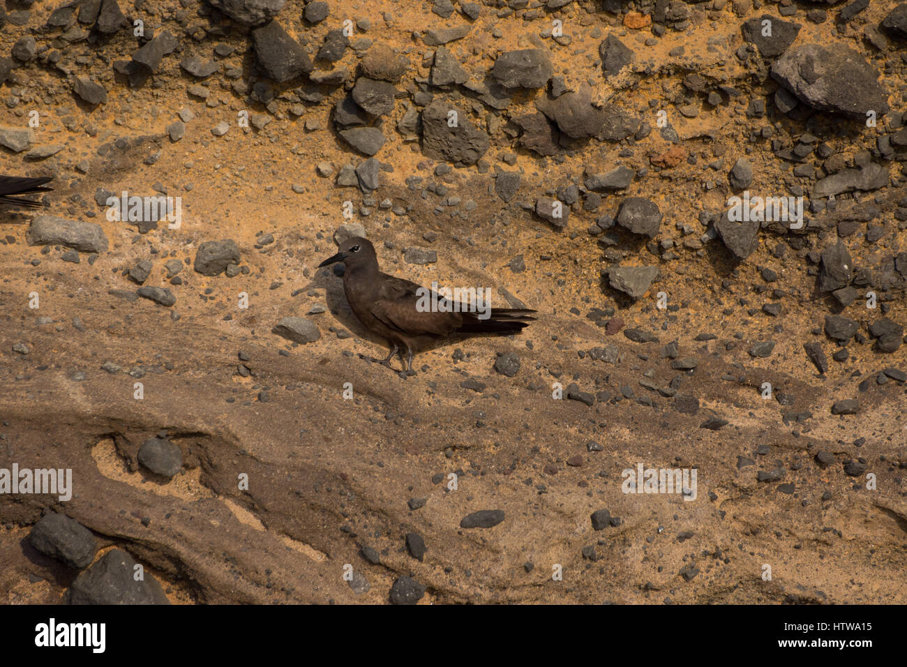 Une sterne noddi brun (Anous stolidus) debout sur le rivage rocailleux dans les îles Galapagos. Banque D'Images