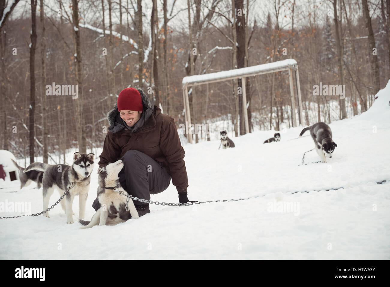 Man petting jeunes chiens de Sibérie Banque D'Images