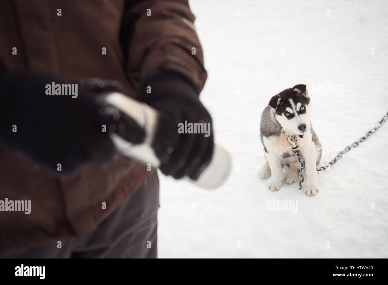Musher holding thermos tandis que chien assis sur la neige de Sibérie Banque D'Images