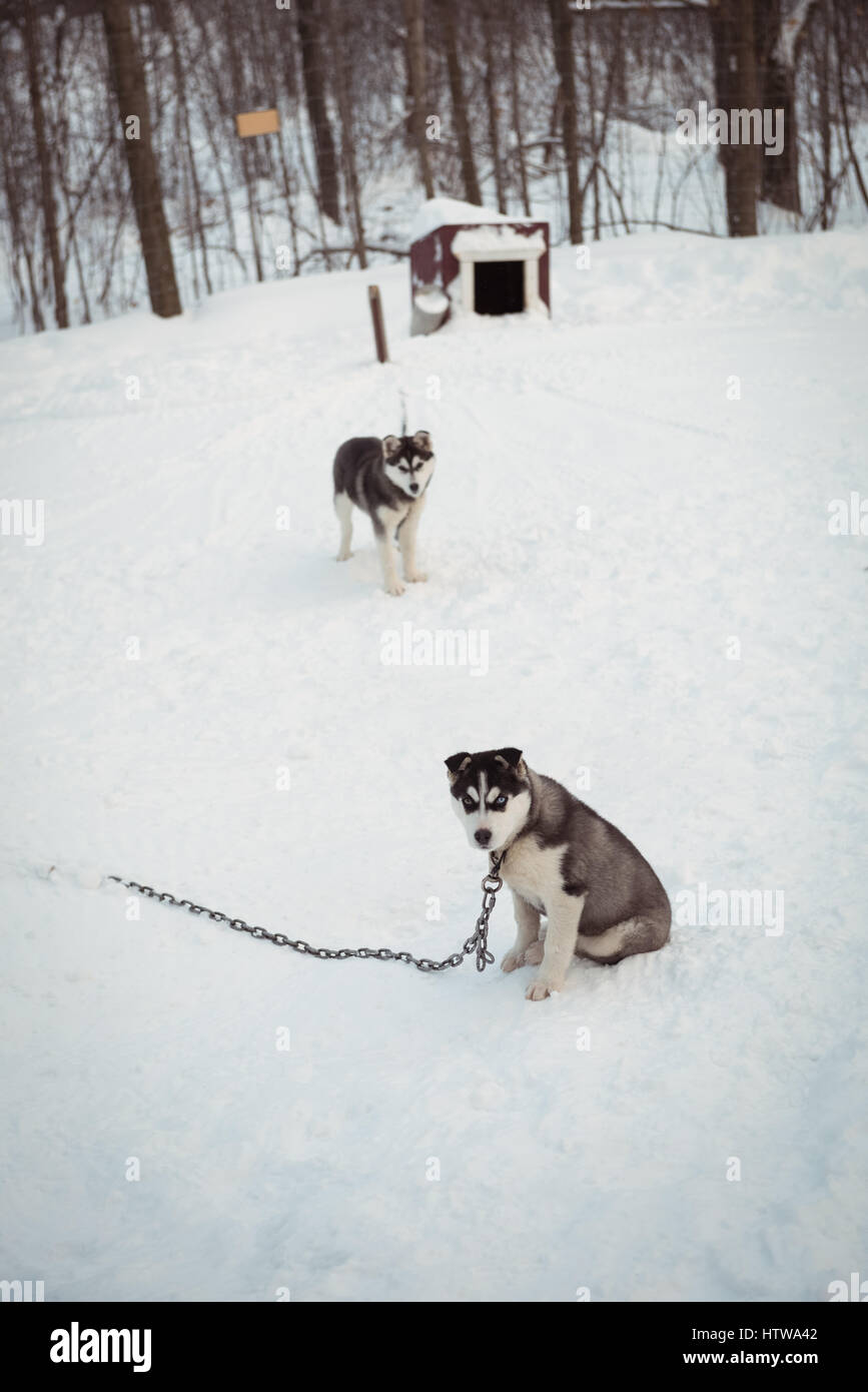 Les chiens de Sibérie en attente sur la neige Banque D'Images