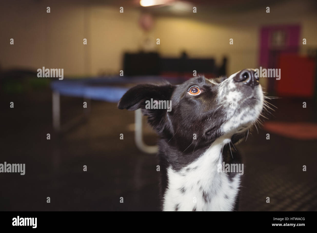 Chien curieux jusqu'à Banque D'Images