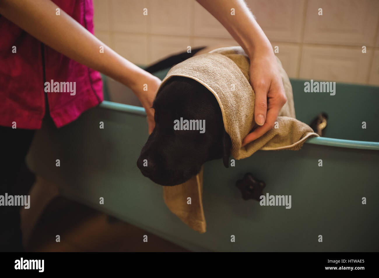 Woman bathing un chien dans la baignoire Banque D'Images