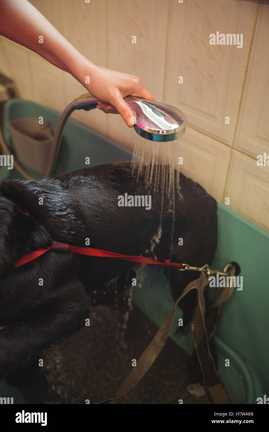 La douche femme un chien dans la baignoire Banque D'Images