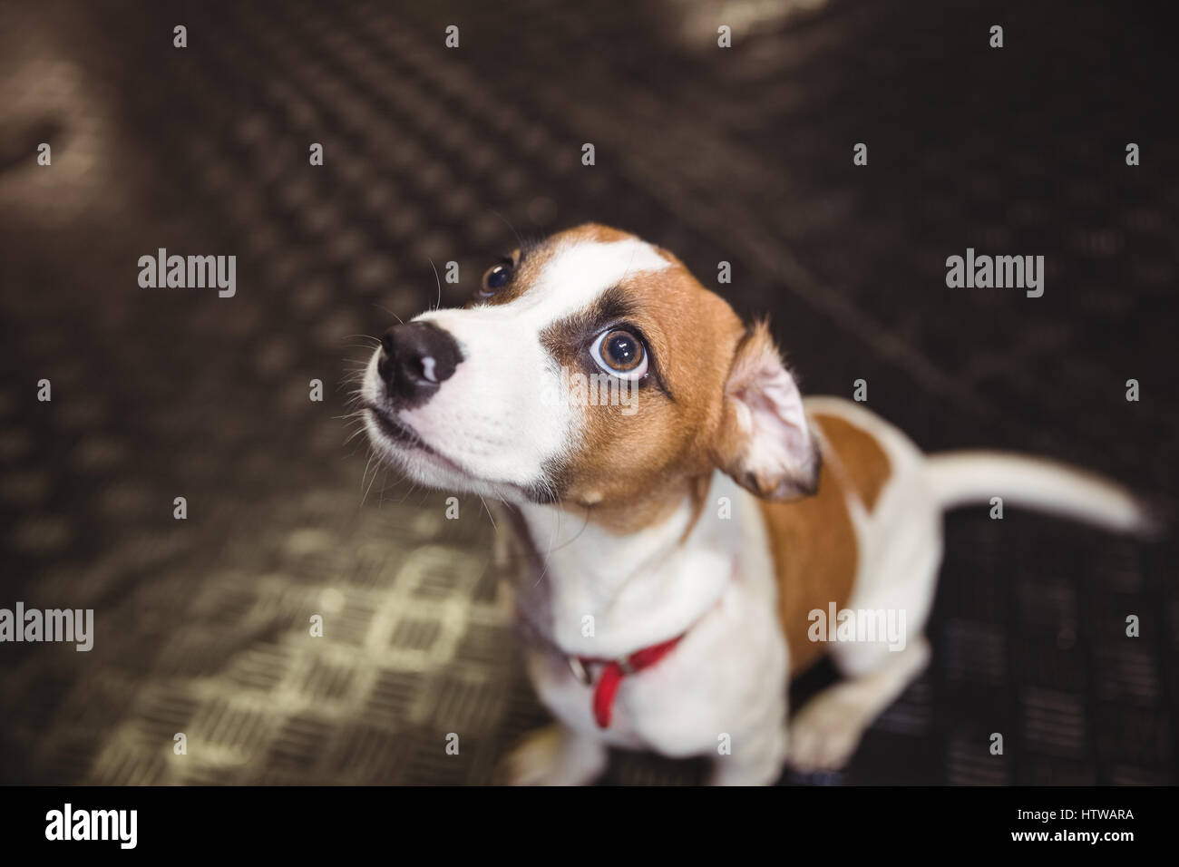 Close-up of rat terrier puppy looking up Banque D'Images