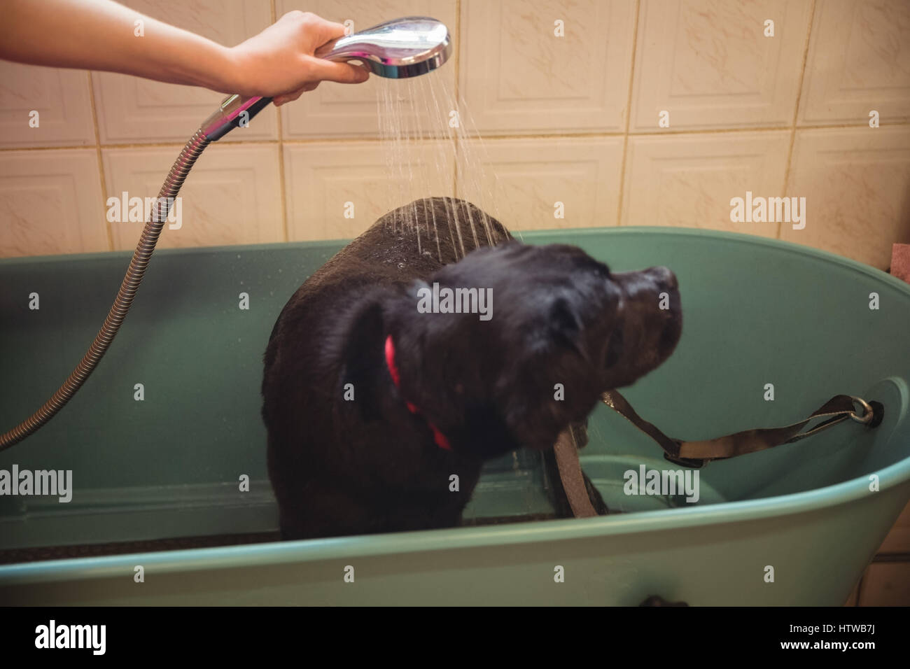 La douche femme un chien dans la baignoire Banque D'Images