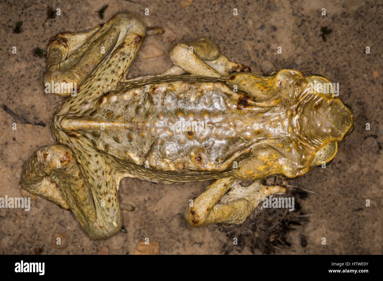 Cane Toad (Rhinella marina) Banque D'Images