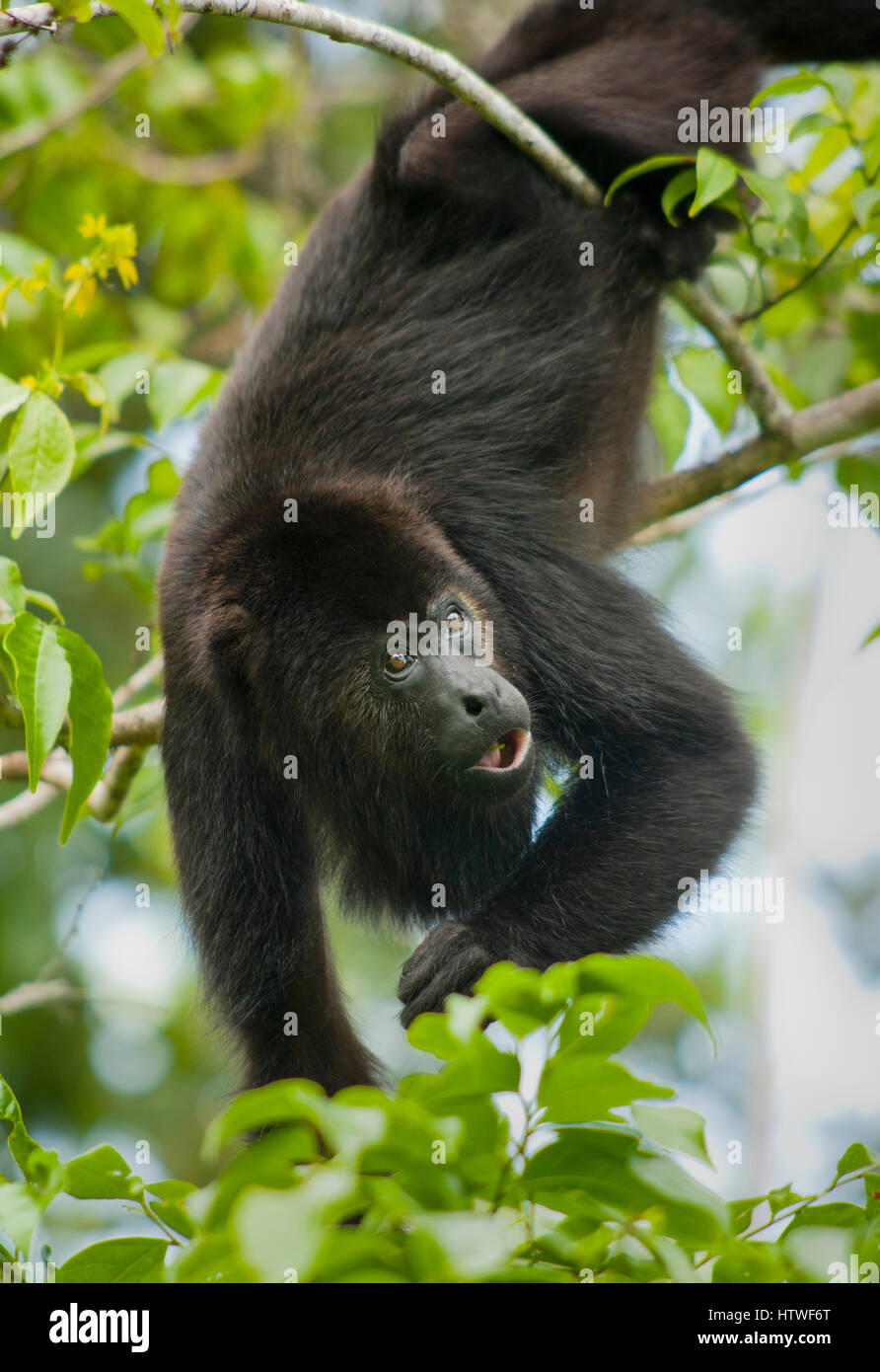 Noir Singe hurleur du Guatemala (Alouatta pigra) en voie de disparition, sauvage, les babouins, Belize, Amérique Centrale Banque D'Images