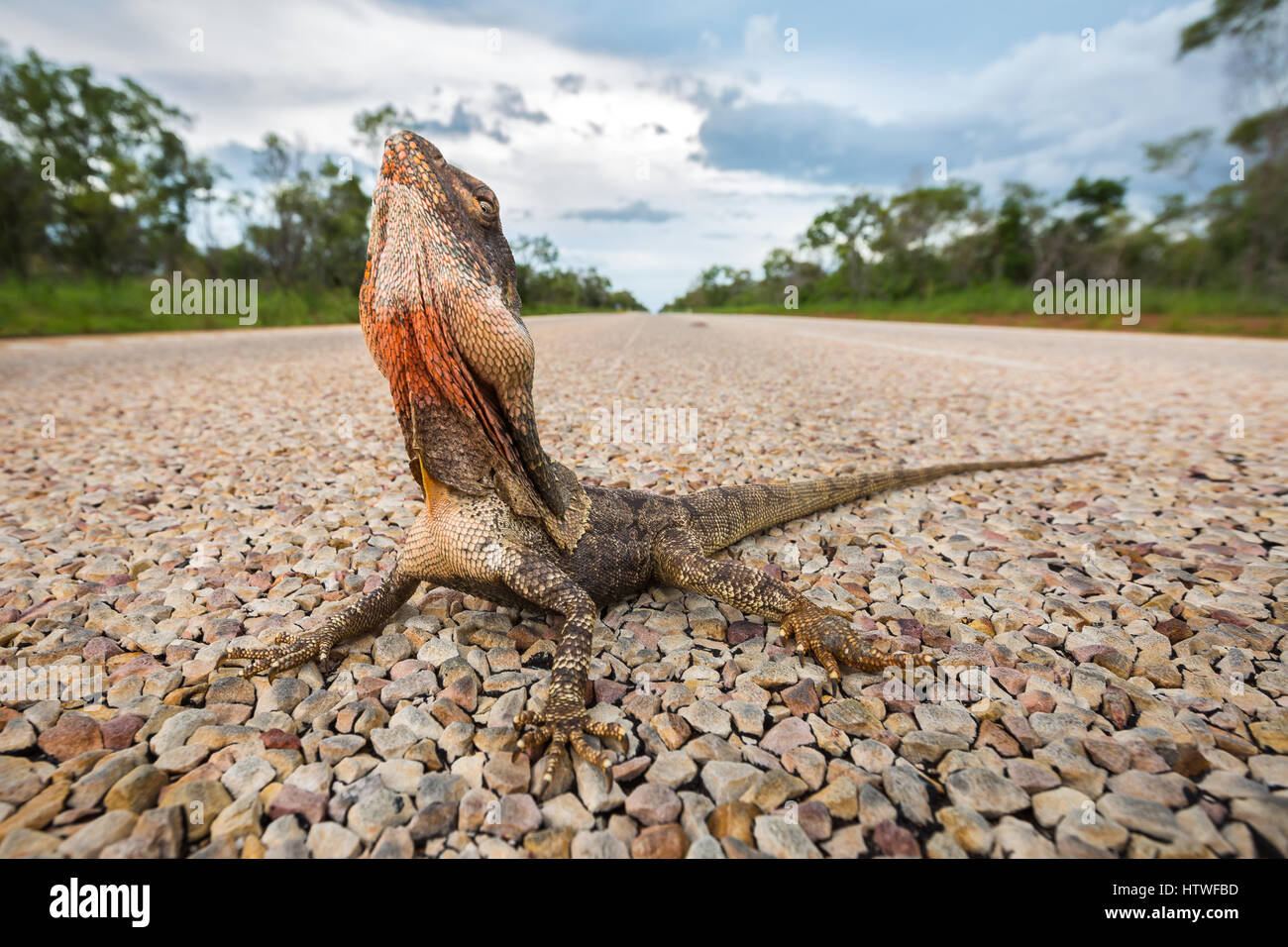 Frilled-cou Lizard (Chlamydosaurus kingii) Banque D'Images